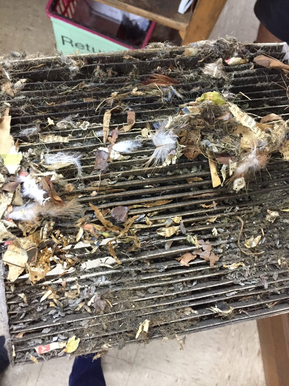 fauquier va rodent vehicle damage mice damage food in vehicle fauquier va